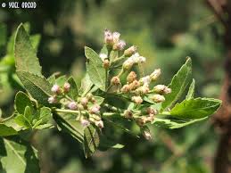 Image result for Pluchea dioscoridis