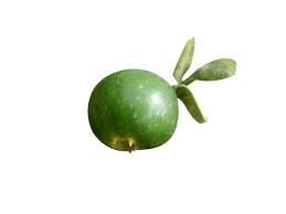 Image result for Vangueria madagascariensis