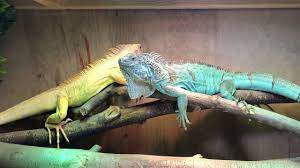Cl Iguanas 1 1 Albino Axanthic Iguana Pair My Animal Iguana Albino