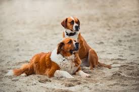 Bloat—gas trapped in the stomach—is a medical emergency in dogs. Dog Bloating Stomach Dilatation Symptoms Treatment Pet Keen