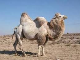 Los Camellos Son Un Extraordinario Medio De Transporte Porque Necesitan Muy Poca Agua Estos Pueden Soportar Temperaturas M Vahsi Hayvanlar Hayvanlar Memeliler
