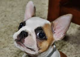 Akc purebred french bulldog puppies for sale with one year health guarantee 50% off now,. 10 Unreal French Bulldog Cross Breeds You Have To See To Believe