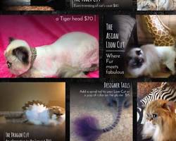 cat with a partial cutの画像