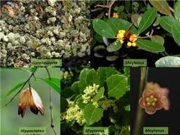 Image result for Celastraceae