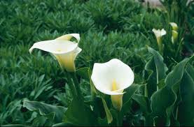Image result for Zantedeschia aethiopica
