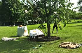 Der standort für den baum ist sein lebensraum. Einen Baum Pflanzen So Geht S Richtig Erni Gartenbau Planung Ag