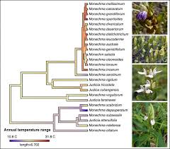 Image result for Justicia anagalloides