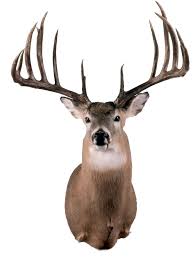As via citrus expands its partnership with record buck, look for an increased variety of. B C World S Record Typical Whitetail Deer Boone And Crockett Club