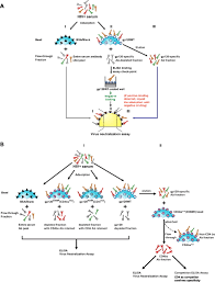Image result for Neutralization Test