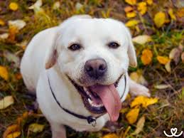 Image result for labrador retrívr