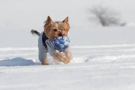 Yorkie puppies for sale in ohio. Yorkie Winter Care Do Yorkies Get Cold Yorkiepage Com