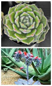 Check spelling or type a new query. Caring For Echeveria Rosette Forming Succulents Drought Tolerant