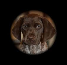Male german shorthaired pointer puppy for sale. Puppies Sharp Shooter S Kennel