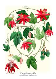 Image result for Passiflora vitifolia