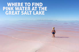 The great salt desert is composed of salt marshes and sand dunes. Where To Find The Pink Water At The Great Salt Lake The Salt Project