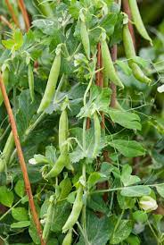 Then, we'll go over some ways to give your peas the optimal environment to grow. How To Grow Peas What To Plant When To Plant It And How Quickly You Ll Be Dishing It Up Country Life