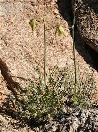 Image result for Albuca