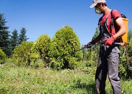 گلوفوسینیت آمونیوم مشکفام 