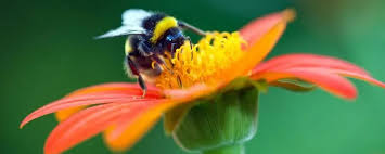 The bee fertilizes the flower it robs. New Pesticide Affects Bumblebee Reproduction The Scientist Magazine