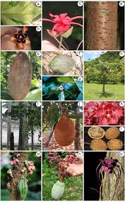 Image result for Malvaceae: Byttnerioideae, Helicteroideae