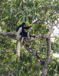 Image result for Monochoria africana