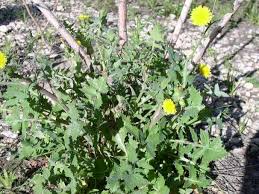 Image result for Sonchus oleraceus