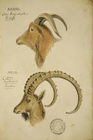 John Hanning Speke Wild Animals Wall ...