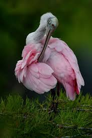 Bird With Big Feathers On Head 