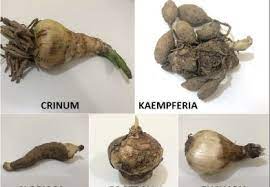 Flower Bulbs Identification Summer Bulb Flowers Carnation Plants Flower Seedlings