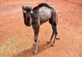 In this case, we will be. 1 507 Small Camel Photos Free Royalty Free Stock Photos From Dreamstime