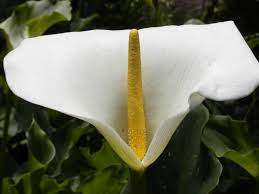 Flower Wikipedia The Free Encyclopedia Yellow Flowers Zantedeschia Flower Pictures