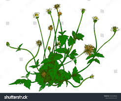 Image result for Tridax