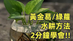 Mar 25, 2021 · 浴廁屬陰，是陰性磁場很強的地方，因此適合放黃金葛、長春藤等陰生植物，而屬陽的植物，如：向日葵、水仙等，則不能放在浴廁中。此外，浴廁內最好以 明亮顏色為主色，忌用黑色。 你是否覺得總是存不到錢呢？ ç¶ è˜¿æ°´è€•æ–¹æ³• é»ƒé‡'è'› Youtube