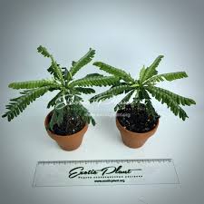 Image result for Biophytum abyssinicum