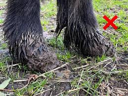 Profile for Heath Lash Horseshoeing