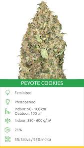 A recent study suggests what no one would be surprised to hear: Top 10 Marihuana Sorten Im Jahr 2019 Herbies Seeds