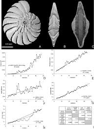 Image result for Operculina