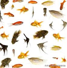 淡水魚淡水淡水魚熱帶魚 Google Search