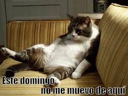 Resultado de imagen para gatos   con animacion y glittering