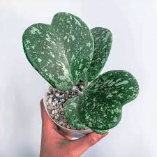 However, it doesn't mean that being in a bit of a shape would kill it. Hoya Kerrii Splash Hoyagarden