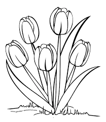 Gambar Mewarnai Bunga Tulip Bunga Tulip Sketsa Halaman Mewarnai Bunga