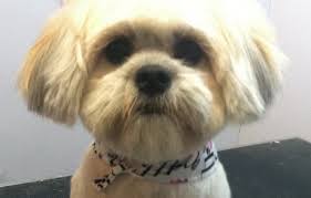 The coat is kept short over the whole body (about 1 to 2 inches). How Should I Get My Shih Tzu Hair Cut