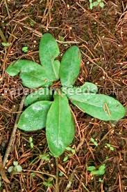 Image result for Gerbera piloselloides