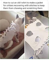 Ms p did not like her cone at all! Pin On Cats