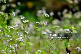 Image result for Vernonia cinerea