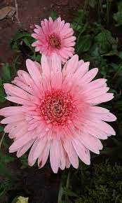 Gerber Daisies Gerbera Daisy Gerber Daisies Gerbera