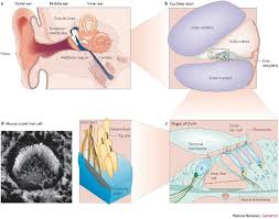 Image result for Ossicular Chain Disruption
