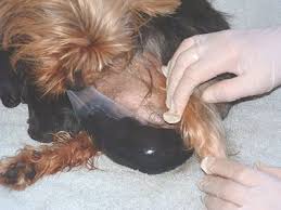 Gebelik Ve Dogum Kopekler De Gebelik Yorkshire Terrier Turkiye Bilgi Facebook