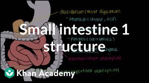 Gut (verb) = empty completely; Small Intestine 1 Structure Video Khan Academy