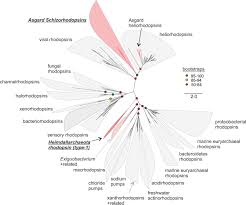 581/19.12.2018 privind stabilirea plafonului creanţelor fiscale ce pot fi anulate, aflate în sold la data de 31 decembrie a anului în curs. The Sunlit Microoxic Niche Of The Archaeal Eukaryotic Ancestor Comes To Light Biorxiv